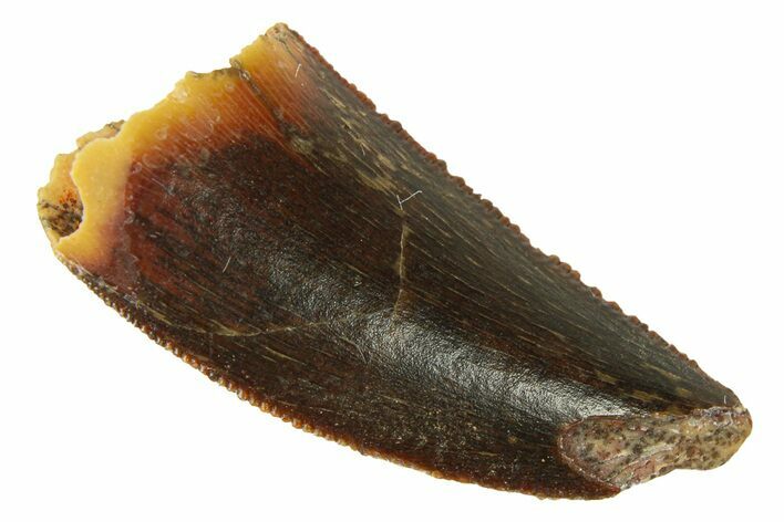 Serrated, Raptor Tooth - Real Dinosaur Tooth #294609